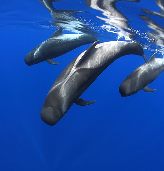 Observation de baleines et de dauphins Salut Îles Canaries — free download